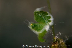 Green Hairy Shrimp (Phycocaris sp.) by Oksana Maksymova 